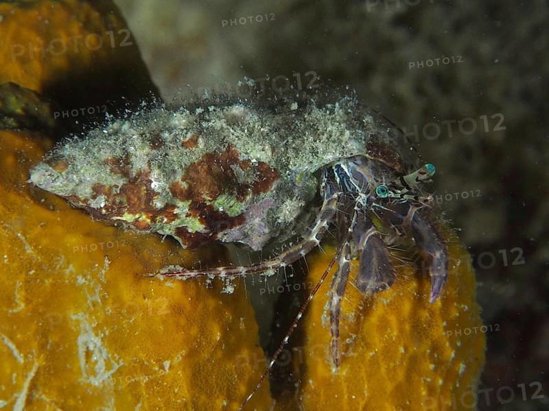 A Striped hermit crab (Pagurus anachoretus) sits on a yellow sponge under water. Dive site House Reef, Stoja, Pula, Croatia, Mediterranean Sea