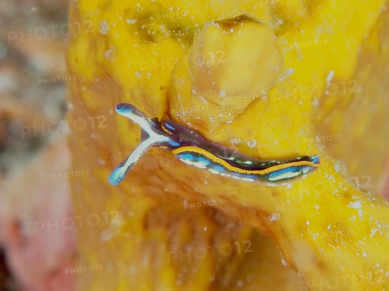 Colourful nudibranch, Hopes Elysia, sapsucker (Thuridilla hopei), moving on a yellow structure, golden sponge (Aplysina aerophoba), underwater. Dive site Muzil, Stoja, Pula, Croatia, Mediterranean Sea