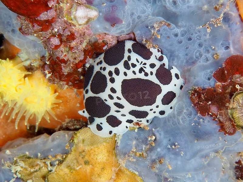 A spotted sea snail, leopard snail (Discodoris atromaculata), on a colourful reef. Dive site Muzil, Stoja, Pula, Croatia, Mediterranean Sea
