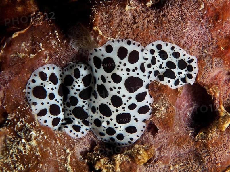 Black and white spotted sea snails, leopard snail (Discodoris atromaculata), on a sea sponge. Dive site Muzil, Stoja, Pula, Croatia, Mediterranean Sea