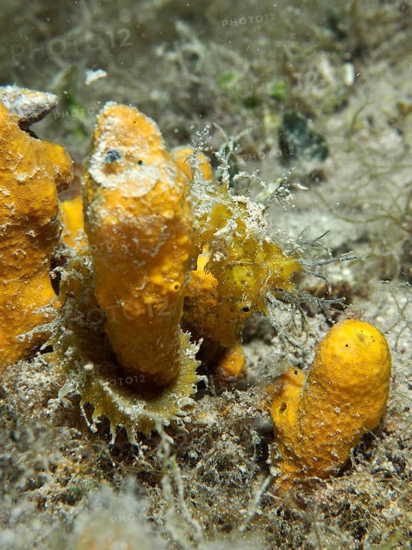 A seahorse, Long-snouted seahorse (Hippocampus guttulatus), camouflages itself among the orange golden sponge (Aplysina aerophoba) . Dive site House Reef, Stoja, Pula, Croatia, Mediterranean Sea