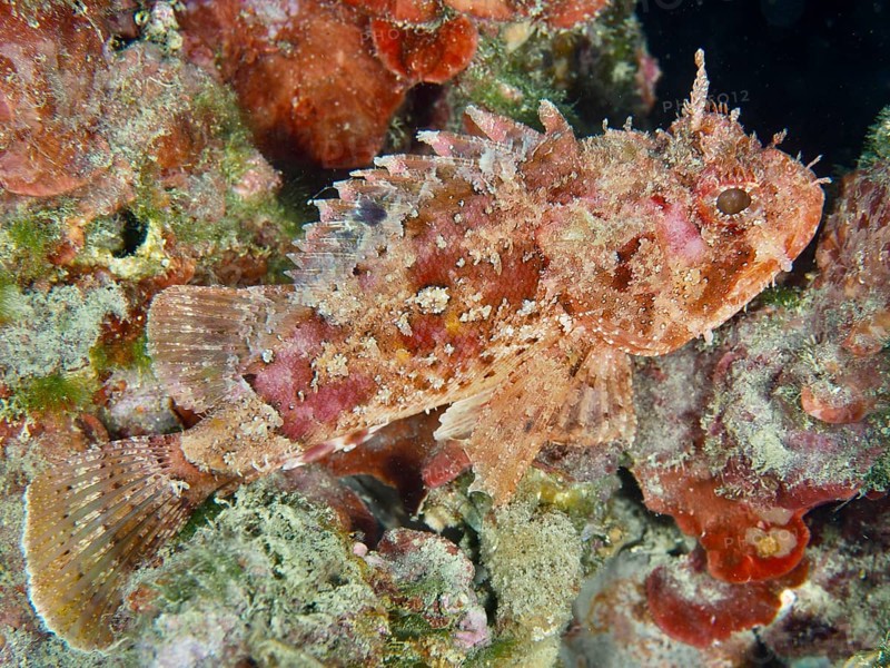A small scorpionfish (Scorpaena notata) in camouflage colours rests between corals. Dive site House Reef, Stoja, Pula, Croatia, Mediterranean Sea