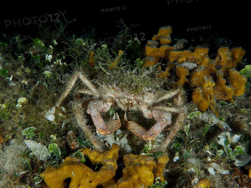 Camouflaged crab, little spider crab (Maja crispata), among algae and sponges, golden sponge (Aplysina aerophoba), on the seabed. Dive site House Reef, Stoja, Pula, Croatia, Mediterranean Sea