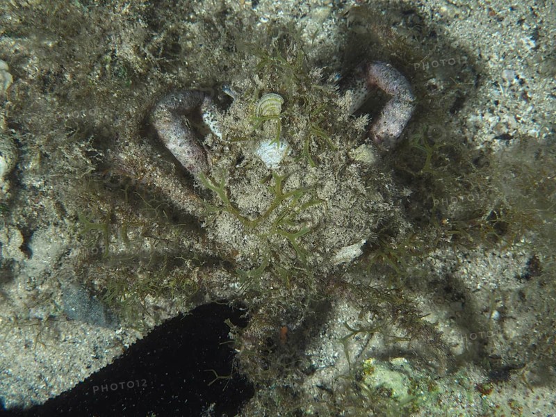 A well camouflaged crab, little spider crab (Maja crispata), with algae and sand on the seabed. Dive site House Reef, Stoja, Pula, Croatia, Mediterranean Sea