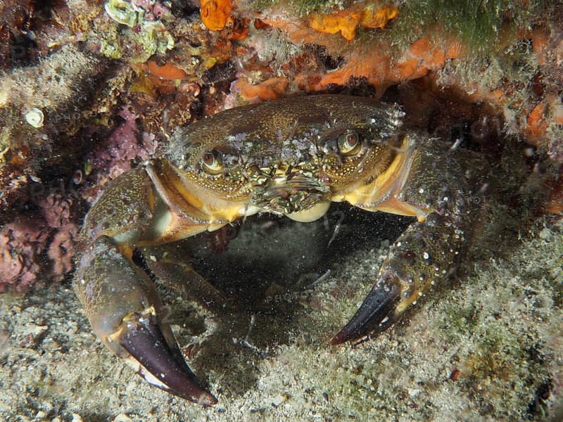 Warty Crab (Eriphia verrucosa) hides between rocks and algae in the sea. Dive site House Reef, Stoja, Pula, Croatia, Mediterranean Sea