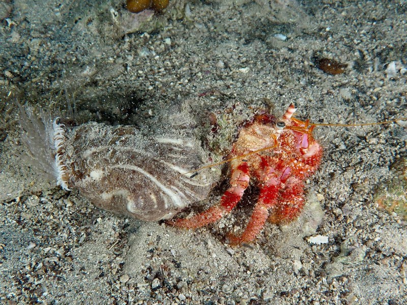 Red Hermit Crab (Dardanus calidus) moving over sandy seabed. Dive site House Reef, Stoja, Pula, Croatia, Mediterranean Sea