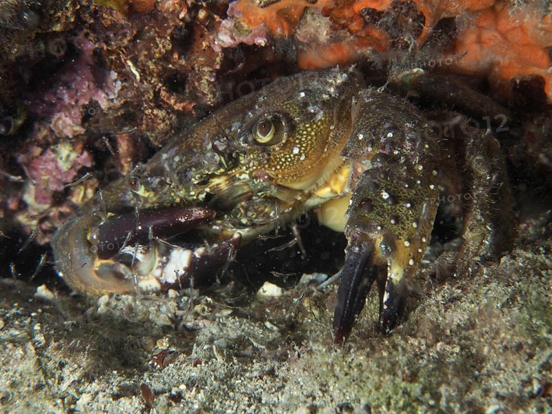 Warty Crab (Eriphia verrucosa) well camouflaged in a natural underwater habitat. Dive site House Reef, Stoja, Pula, Croatia, Mediterranean Sea
