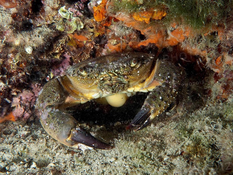Warty Crab (Eriphia verrucosa) shows itself in a rocky marine environment. Dive site House Reef, Stoja, Pula, Croatia, Mediterranean Sea