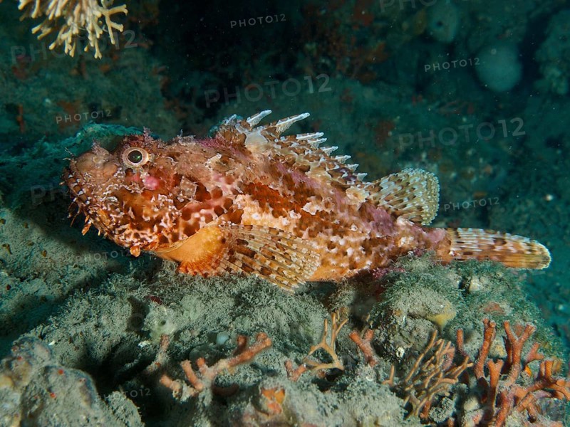 Well camouflaged red scorpionfish (Scorpaena scrofa) resting on the seabed. Dive site Fraskeric, Stoja, Pula, Croatia, Mediterranean Sea