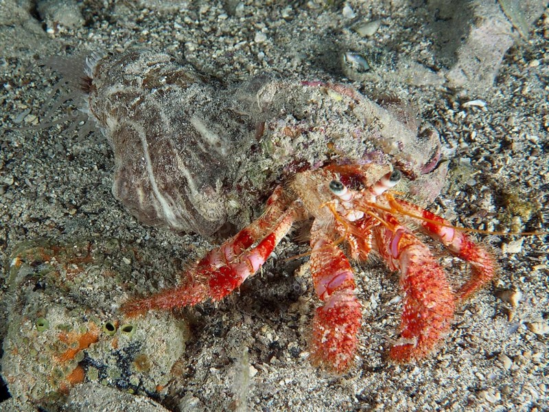 Red Hermit Crab (Dardanus calidus) crawling over sandy surface. Dive site House Reef, Stoja, Pula, Croatia, Mediterranean Sea