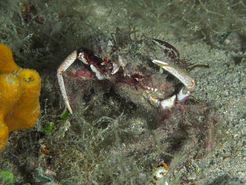 Crab, little spider crab (Maja crispata) camouflages itself with algae and sand, on the seabed. Dive site house reef, Stoja, Pula, Croatia, Mediterranean Sea