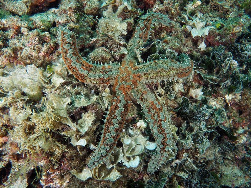 Colourful sea star, ice star (Marthasterias glacialis), on a bed of algae in a diverse underwater landscape. Dive site House Reef, Stoja, Pula, Croatia, Mediterranean Sea