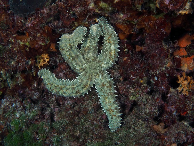 Sea star, ice star (Marthasterias glacialis), clinging to a colourful underwater wall in the middle of a reef. Dive site Fraskeric, Stoja, Pula, Croatia, Mediterranean Sea