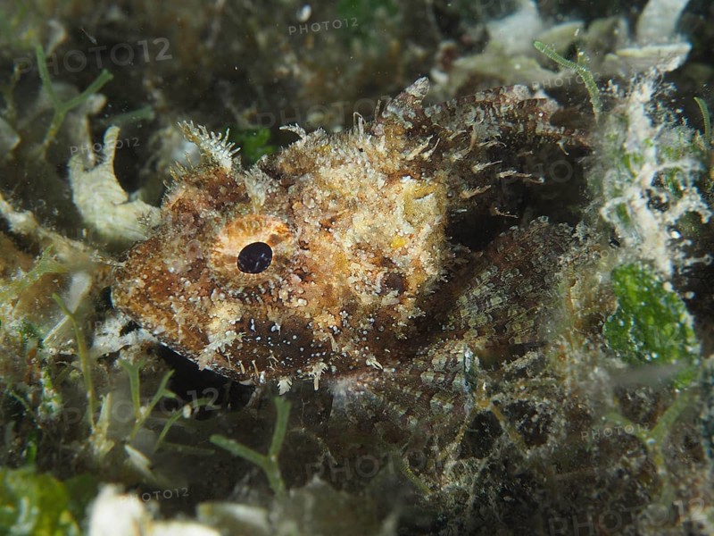 Hidden fish, Black scorpionfish (Scorpaena porcus), in the dense algae growth on the seabed, difficult to recognise. Dive site House reef, Stoja, Pula, Croatia, Mediterranean Sea
