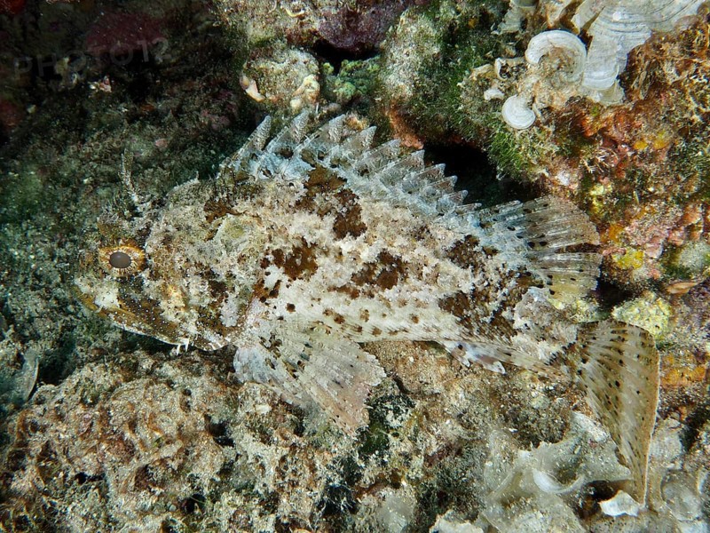 Well camouflaged fish, Black scorpionfish (Scorpaena porcus), on an algae-covered seabed. Dive site Muzil, Stoja, Pula, Croatia, Mediterranean Sea
