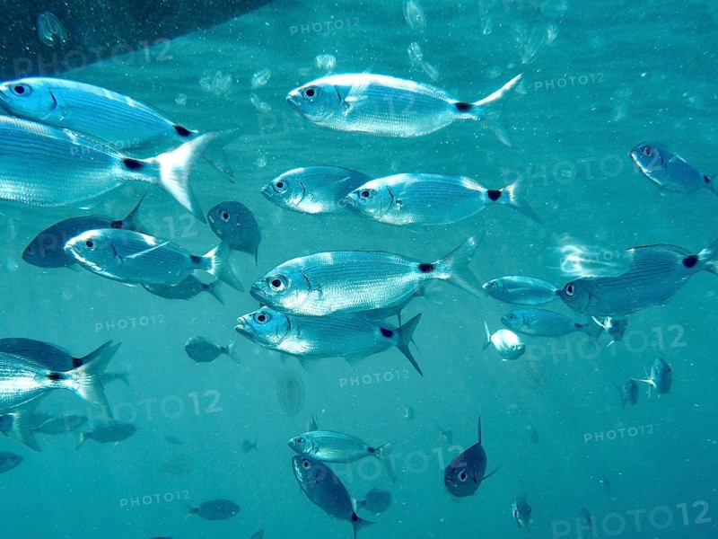 Shoal of sea bream (Oblada melanura) and sea walnuts in blue water under the sea surface. Dive site Muzil, Stoja, Pula, Croatia, Mediterranean Sea