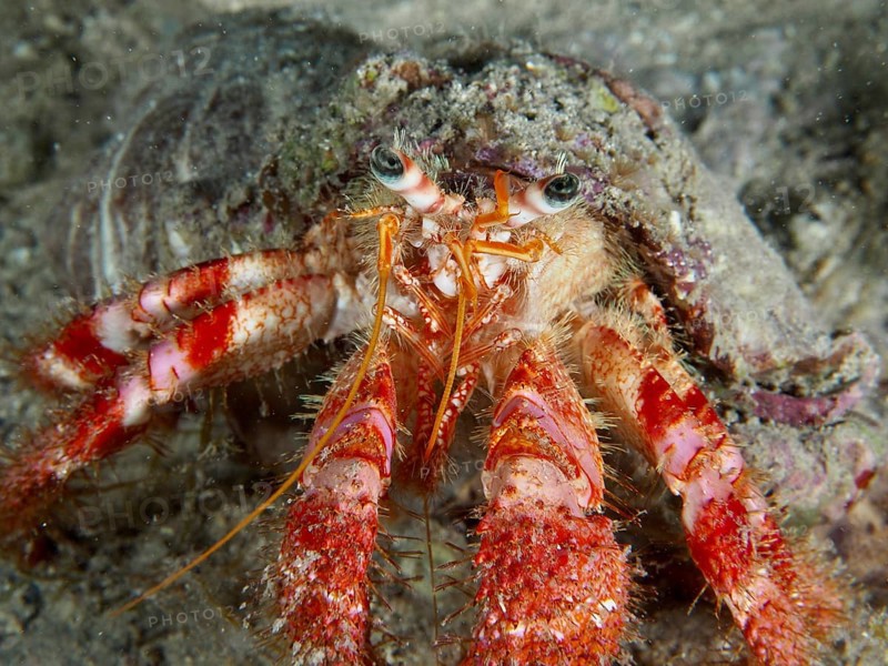 Detailed close-up of Red Hermit Crab (Dardanus calidus) on seabed. Dive site House Reef, Stoja, Pula, Croatia, Mediterranean Sea