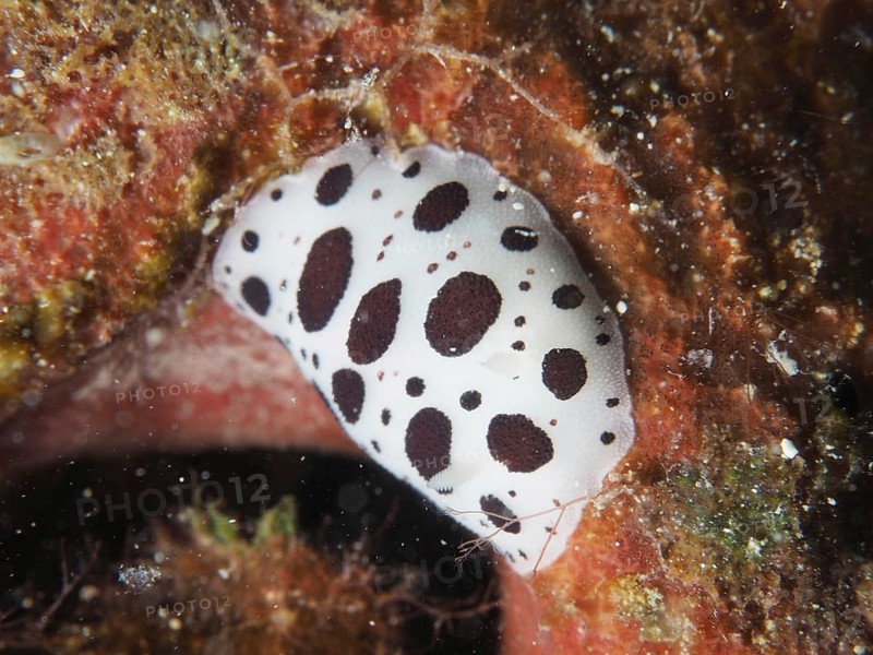 A white spotted sea snail, leopard snail (Discodoris atromaculata), on a sea sponge. Dive site House Reef, Stoja, Pula, Croatia, Mediterranean Sea