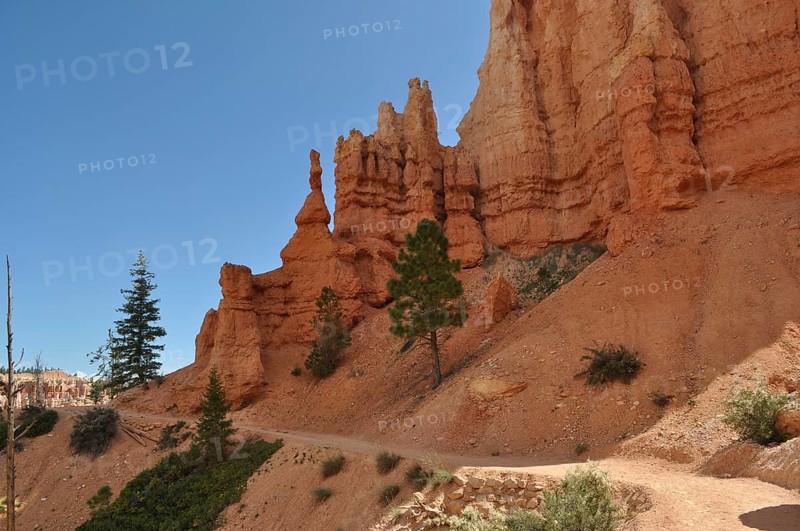 Trail leads past bizarre red rock needles and pine trees in Bryce Canyon National Park, Utah, USA