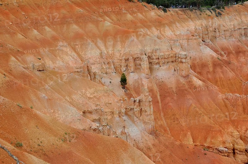 Orange rock with individual plants on a rocky edge, Bryce Canyon National Park, Utah, USA