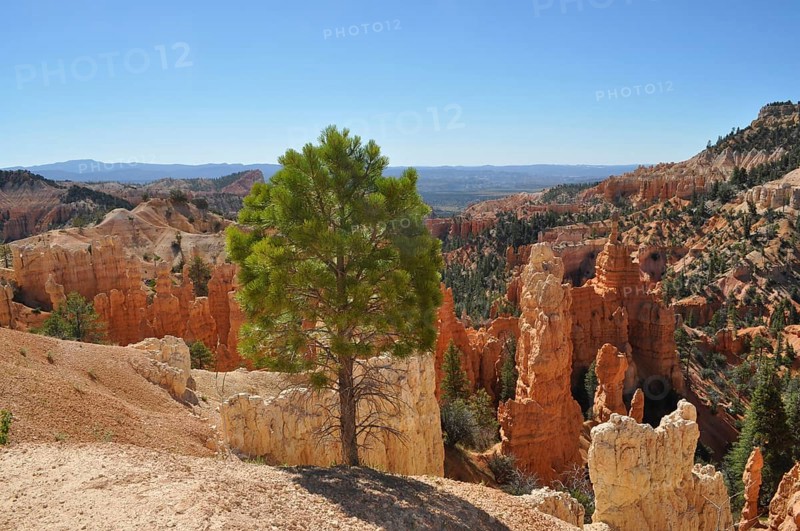Single tree standing in front of an impressive rocky backdrop in a canyon landscape, Bryce Canyon National Park, Utah, USA