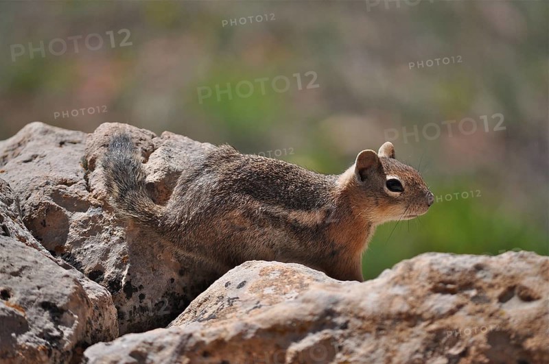 A chipmunk, Uinta chipmunk (Tamias umbrinus), in a natural environment on rocks in the sunshine, Bryce Canyon National Park, Utah, USA