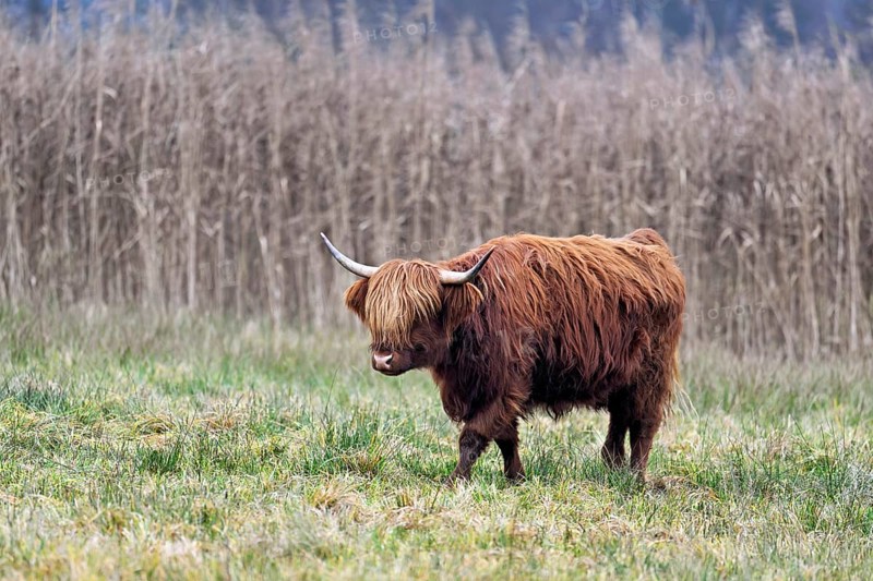 Highland cattle (Bos taurus), adult animal standing in a meadow, Reussspitz nature reserve, Maschwanden, Canton of Zurich, Switzerland