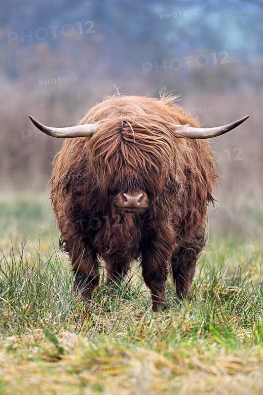Highland cattle (Bos taurus), adult animal standing in a meadow, Reussspitz nature reserve, Maschwanden, Canton of Zurich, Switzerland