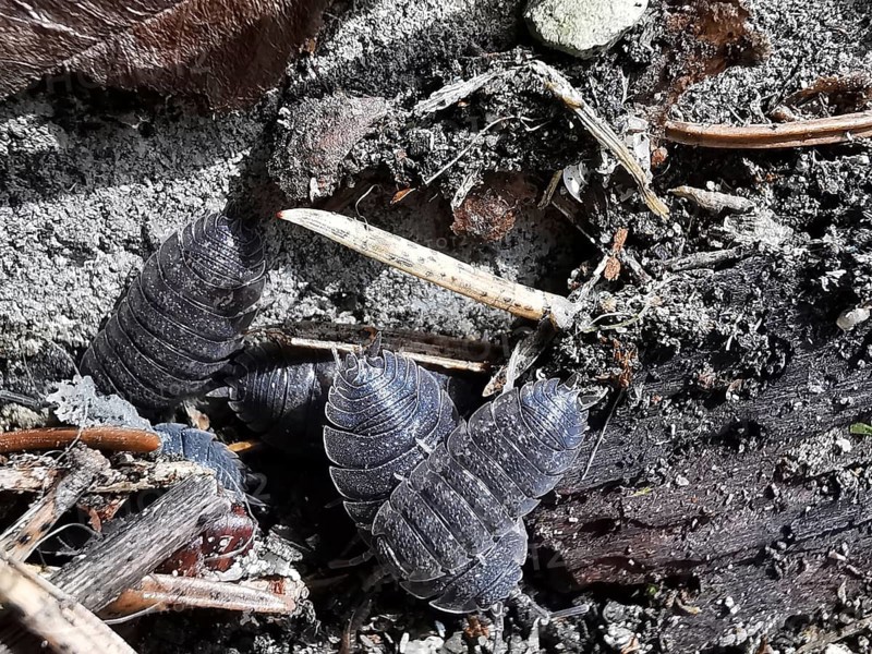 Close-up of several woodlice (porcellio scaber) between soil and plant remains, Franconian Forest nature park Park