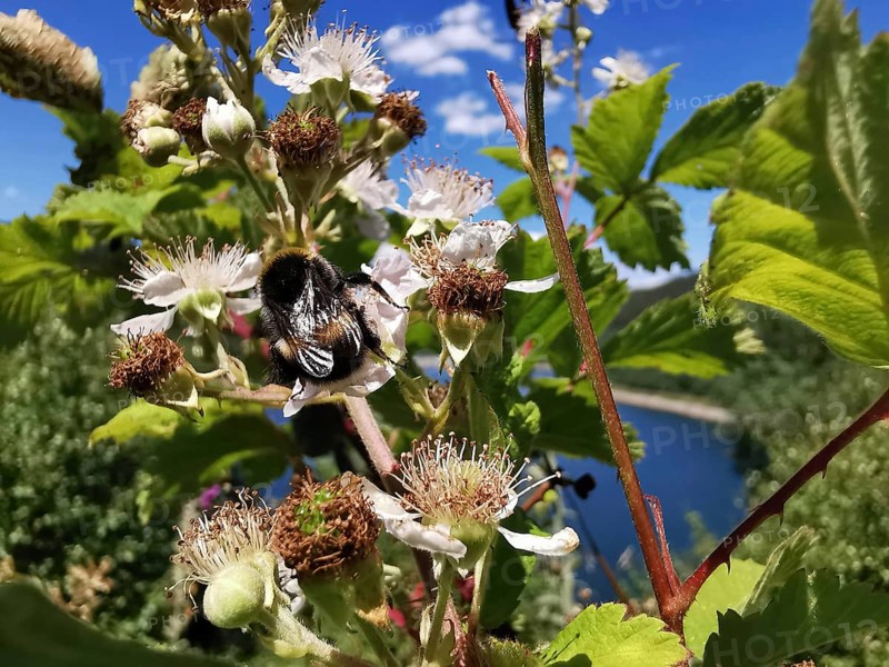 A bumblebee (Bombus) on flowers of a Common medlar (mespilus germanica) under a clear, sunny sky with a blue background, Thuringian Forest nature park Park