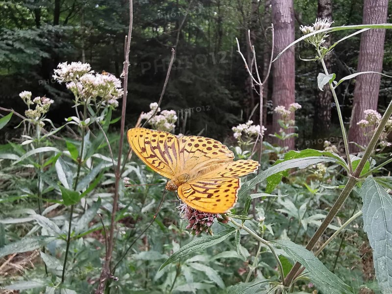 An Emperor Cloak (Argynnis paphia) resting on a wildflower in the forest, Franconian Forest nature park Park