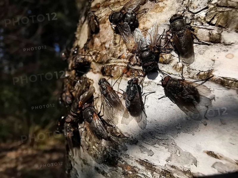 Large flesh flies (sarcophagidae) sitting on the bark of a birch tree (Betula) in close-up, Franconian Forest nature park Park, Rennsteig