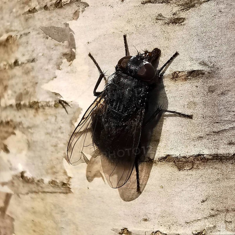 Large flesh fly (sarcophagidae) sitting on the bark of a birch tree (Betula) in close-up, Franconian Forest nature park Park, Rennsteig