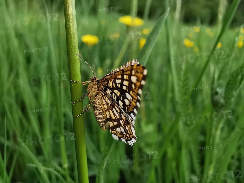 Close-up of lattice moth (Chiasmia clathrata) sitting on a blade of grass in front of a flowering meadow, Franconian Forest nature park Park