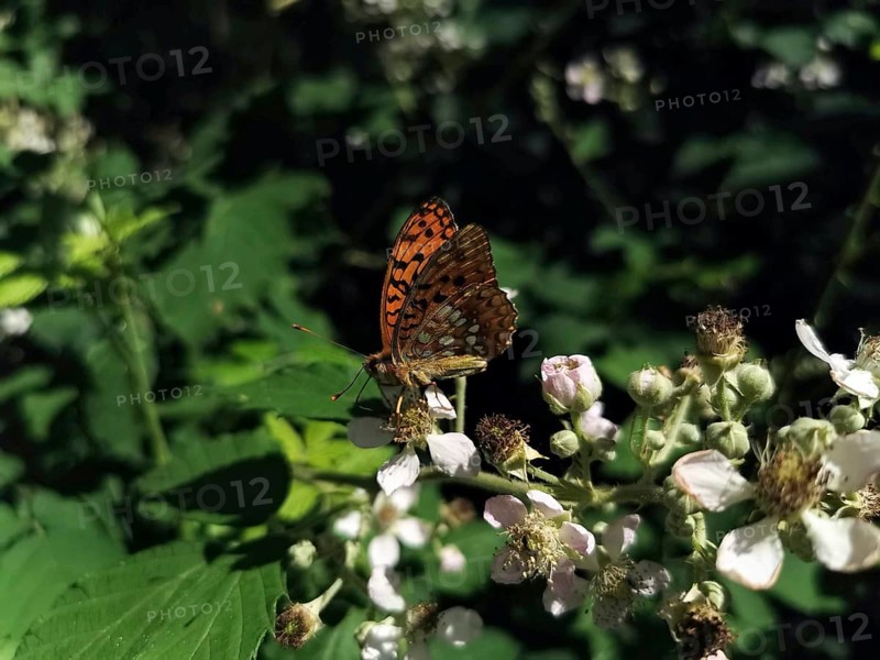 A large mother-of-pearl butterfly (argynnis aglaja) with orange-coloured wings sits on white flowers in the greenery, Thuringian Forest nature park Park