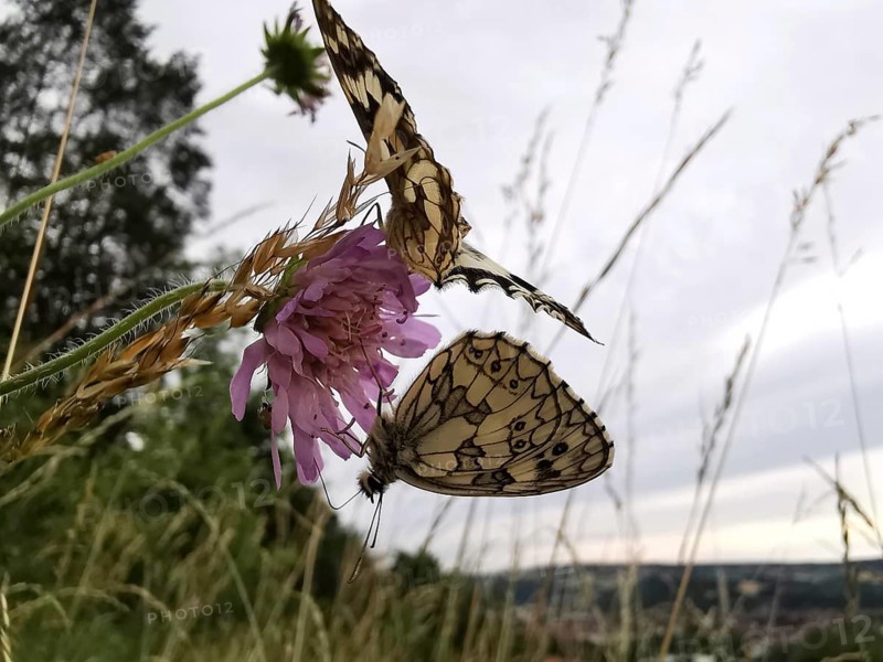 Two checkerspot butterflies (melanargia galathea) on a purple clover (trifolium) flower, surrounded by meadows in the sunlight, Franconian Forest nature park Park
