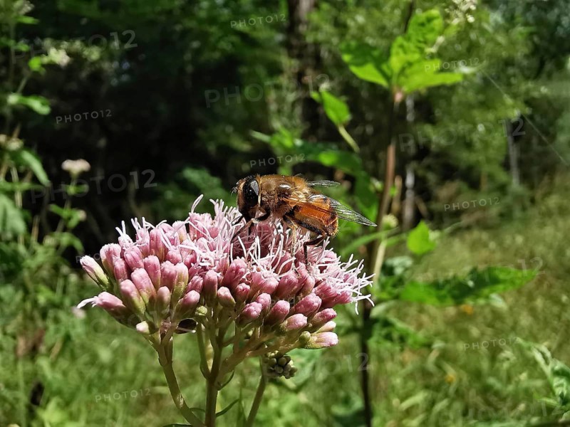 Caterpillar fly (tachinidae) on a pink water azalea plant (Eupatorium cannabinum) in a green natural area, macro photograph with a view of details, Franconian Forest nature park Park