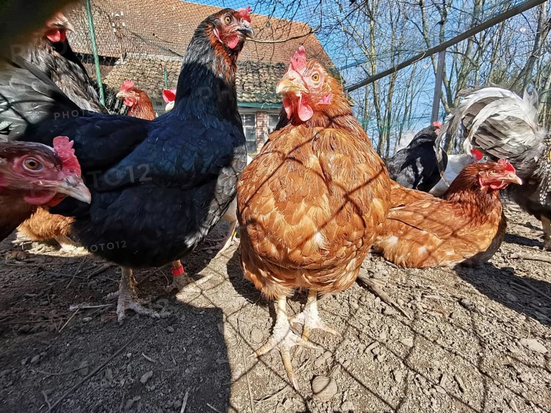 Close-up of curious chickens (gallus gallus domesticus) outdoors on a farm, sun shining, Franconian Forest nature park Park