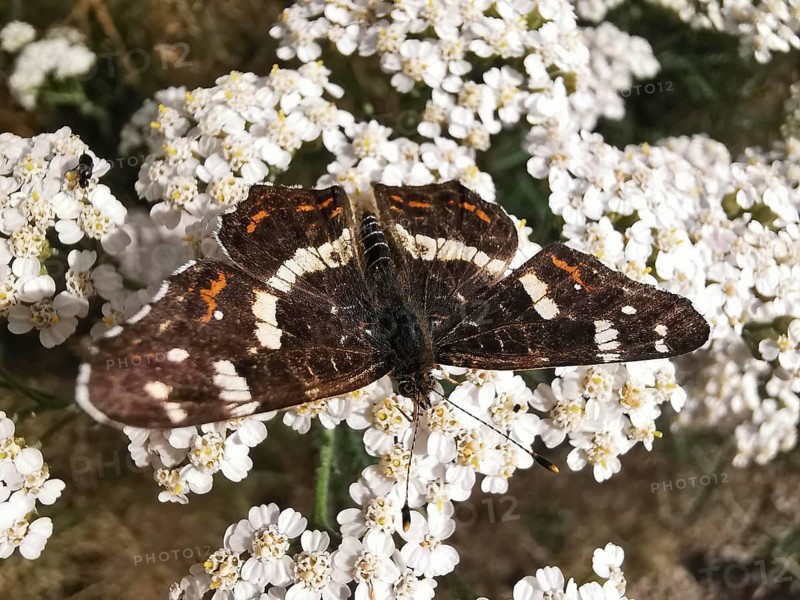 Close-up, A land carder (araschnia levana) sits on white flowers and shows its wings, Franconian Forest nature park Park