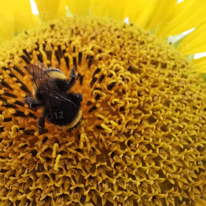 Close-up, A bumblebee on a large yellow sunflower blossom (Helianthus annuus), Franconian Forest nature park Park