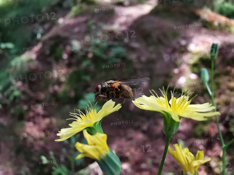 Close-up of a caterpillar fly (Tachinidae) sitting on a yellow menzelia (mentzelia laevicaulis) in a wooded area, Fichtelgebirge nature park Park
