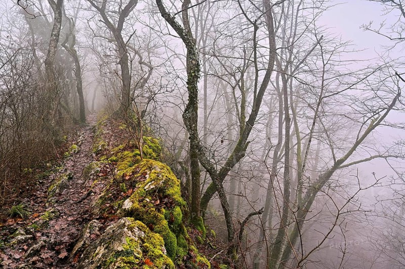 Trees surrounded by moss-covered, distinctive limestone formation, Lägerngrat, Baden, Canton Aargau, Switzerland