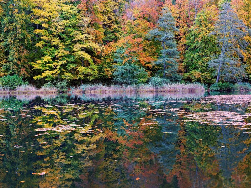 Egelsee in autumn-colored surroundings, Bergdietikon, Canton of Aargau, Switzerland