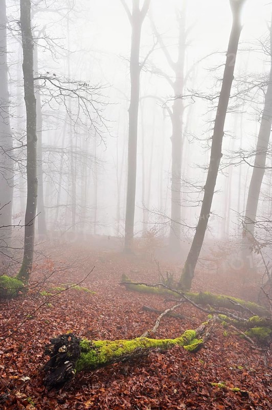 Moss-covered deadwood in foggy forest, Lägerngrat, Baden, Canton of Aargau, Switzerland