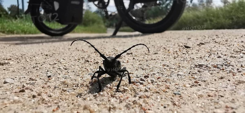 Close-up of a longhorn beetle (Cerambycidae) on a gravelled path with a bicycle in the background, bicycle tour Masuria, Poland