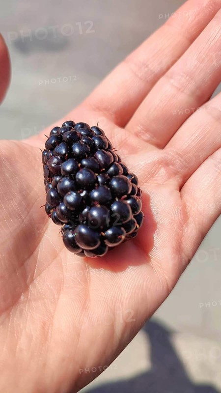 A large blackberry (rubus) lies in a sunlit hand, Masuria, Poland