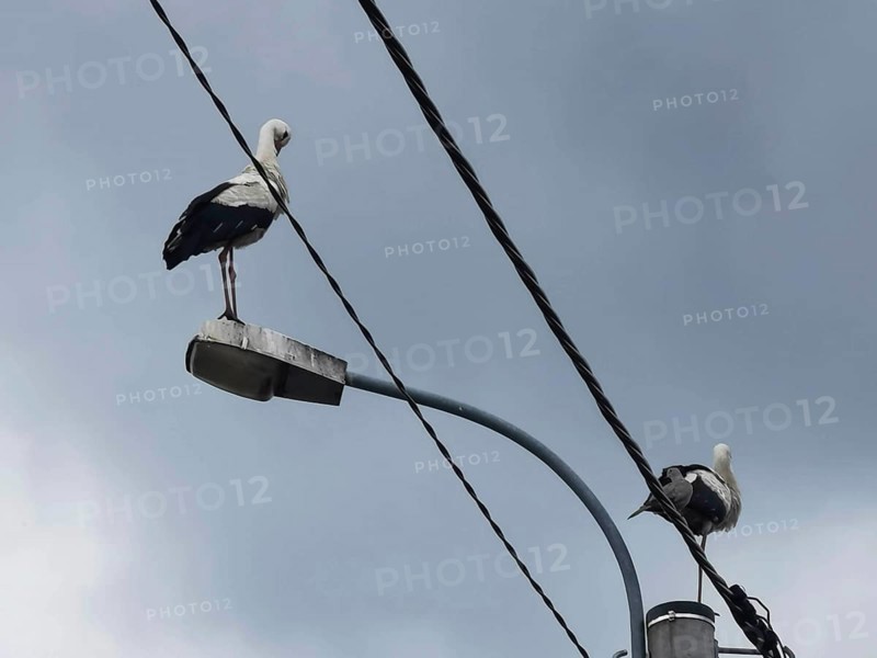 Two storks (ciconia) sitting on a street lamp in front of a slightly cloudy blue sky, Masuria, Poland