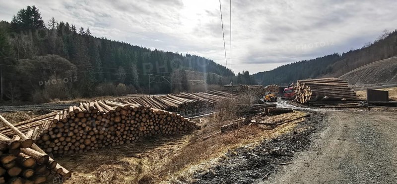 Tree trunks of spruce (picea) destroyed by the bark beetle (scolytinae) stacked for transport along a path in a climate change caused natural disaster by drought in the Franconian Forest nature park Park near Steinbach am Wald, Rennsteig, Germany