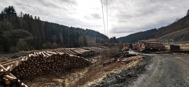 Tree trunks of spruce (picea) destroyed by the bark beetle (scolytinae) stacked for transport along a path in a climate change caused natural disaster by drought in the Franconian Forest nature park Park near Steinbach am Wald, Rennsteig