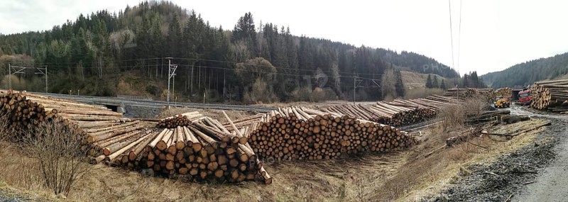 Panoramic photo, tree trunks of spruce (picea) destroyed by the bark beetle (scolytinae) stacked for transport along a path in a climate change caused natural disaster by drought in the Franconian Forest nature park Park near Steinbach am Wald, Rennsteig, Germany